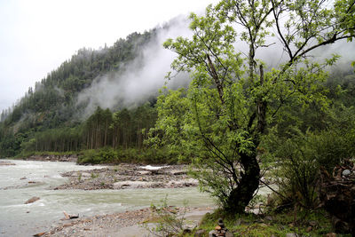 Scenic view of forest against sky