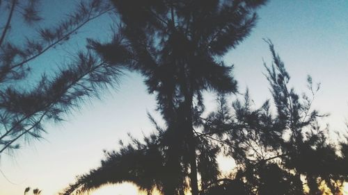 Low angle view of palm trees against sky