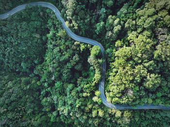 Aerial view of road in the middle of the forest 