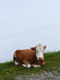 Cows in a field