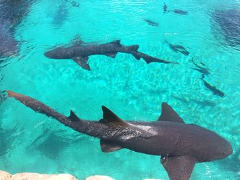 High angle view of fish swimming in sea