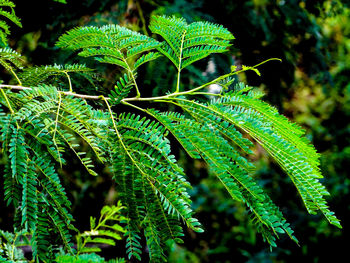 Close-up of fern leaves