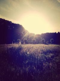 Scenic view of grassy field against sky at sunset