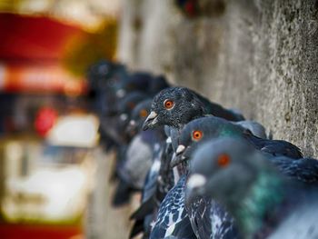 Close-up of pigeon