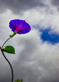 Close-up of purple flowering plant against cloudy sky
