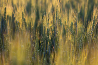 Close-up of wheat growing on field