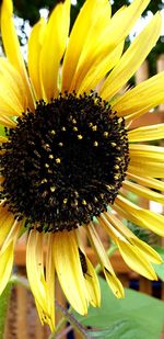 Close-up of yellow sunflower