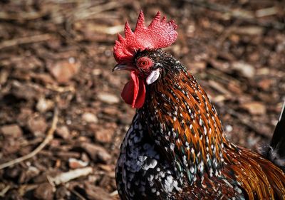 Close-up of rooster