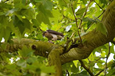 Low angle view of bird perching on tree