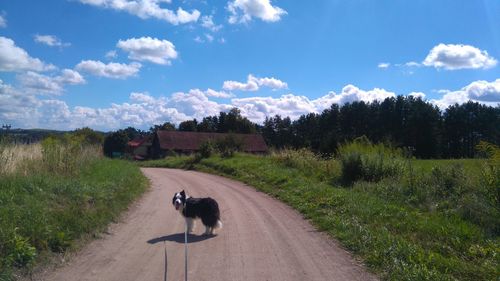 Border collie standing on dirt road against cloudy sky