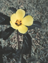 Close-up of yellow flower blooming outdoors