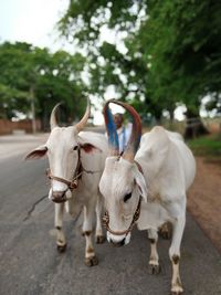Two horses on the road