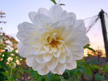 Close-up of white flowering plant against sky