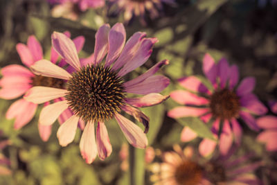 Close-up of pink flower