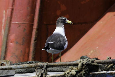 Close-up of bird perching on retaining wall