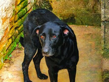 Portrait of black dog