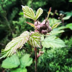 Close-up of plant