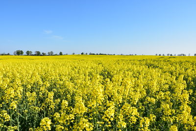 Scenic view of oilseed rape field against sky