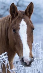 Close-up portrait of horse during winter