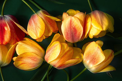 Close-up of red tulips