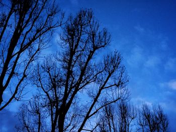 Low angle view of bare trees against blue sky