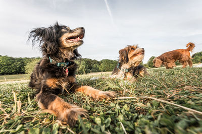 Three dogs in the park