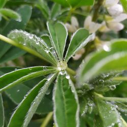 Close-up of wet plant