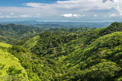 Scenic view of forest against sky