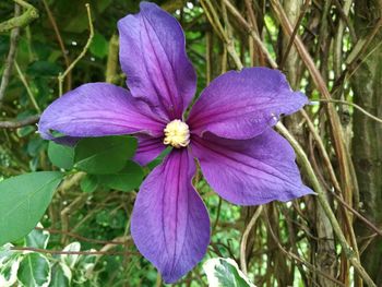 Close-up of purple flowers