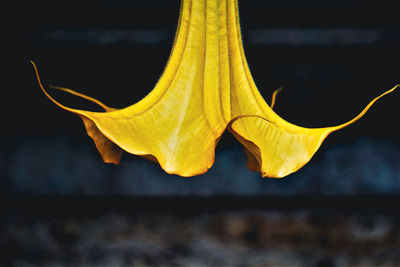 Close-up of yellow flowering plant against black background