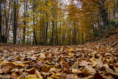 Surface level of dry leaves on road in forest