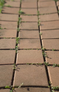 High angle view of plants growing on paving stones