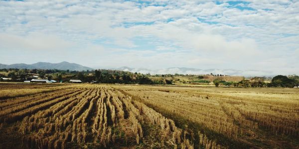 Scenic view of agricultural field against sky