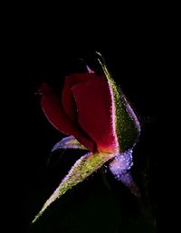 Close-up of red flower over black background