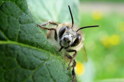 Close-up of insect on leaf