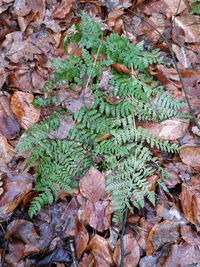 Close-up of fresh green plant