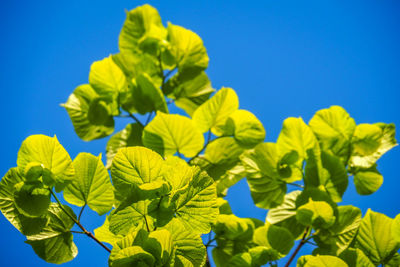 Low angle view of plants against blue sky