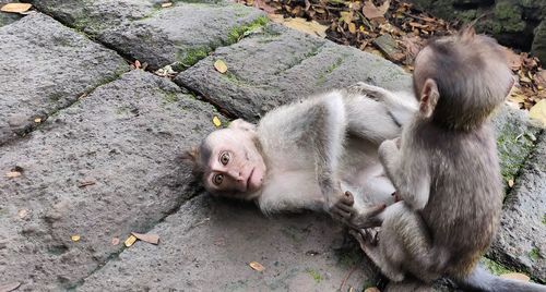High angle view of cats relaxing outdoors