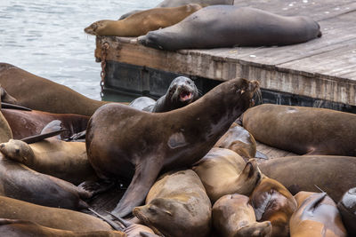 High angle view of sea lion