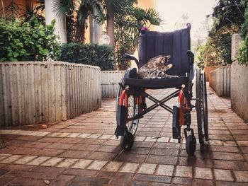 Cat sitting in wheelchair outdoors
