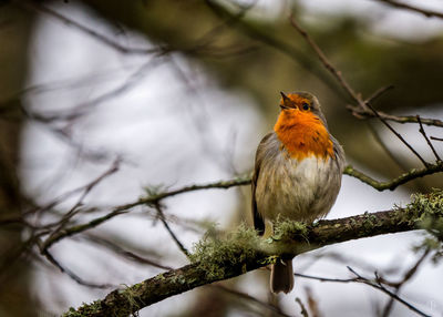 Close-up of bird perching on tree