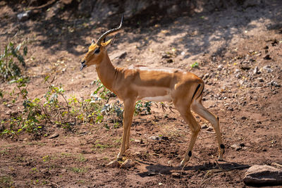 Impala with missing horn stands showing tongue