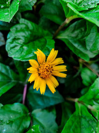 Close-up of yellow flowering plant