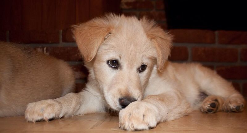 pets, animal themes, domestic animals, mammal, indoors, one animal, relaxation, dog, portrait, looking at camera, lying down, cute, close-up, resting, home interior, sofa, flooring, relaxing, sitting, focus on foreground