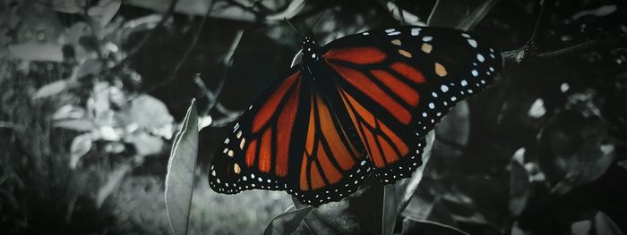 Close-up of butterfly on leaf