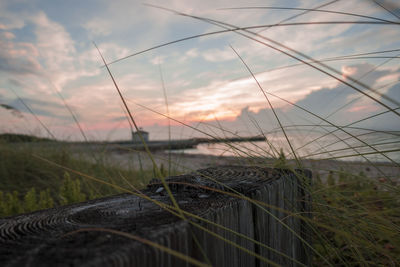 Close-up of grass against sky during sunset