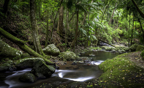 Scenic view of waterfall in forest