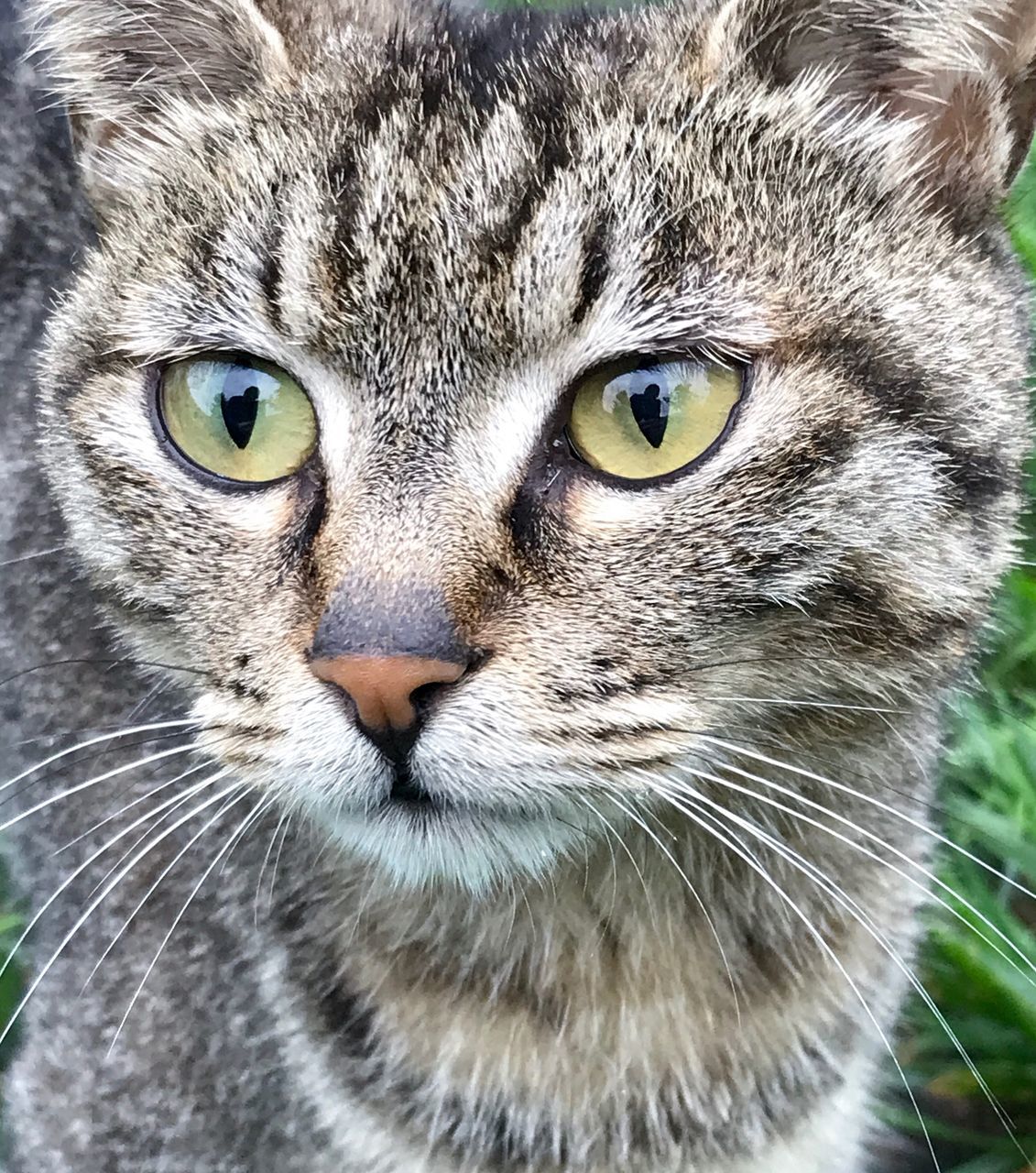 domestic cat, one animal, portrait, feline, pets, looking at camera, close-up, whisker, animal themes, domestic animals, mammal, no people, yellow eyes, day, outdoors