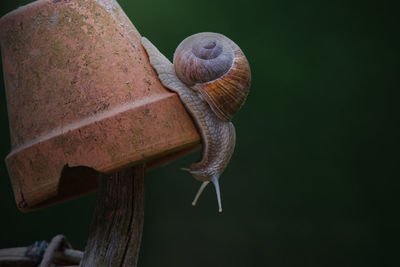 Close-up of snail on wood