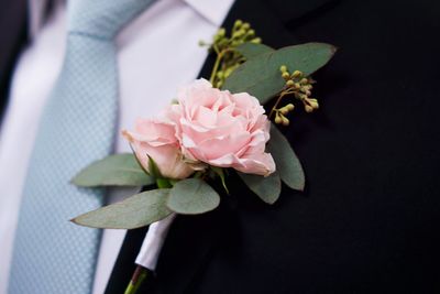 Close-up of pink rose